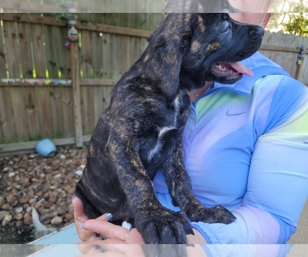 Medium Photo #14 Cane Corso Puppy For Sale in HOUSTON, TX, USA