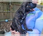 Small Photo #14 Cane Corso Puppy For Sale in HOUSTON, TX, USA