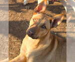 Small Carolina Dog Mix