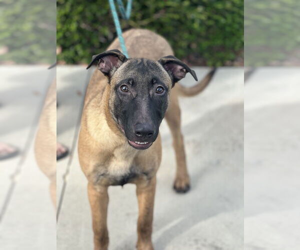 Medium Photo #4 Mutt Puppy For Sale in Dana Point, CA, USA