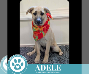 Shepradors Dogs for adoption in Kimberton, PA, USA