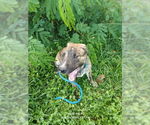 Small Photo #14 Mutt Puppy For Sale in Oak Bluffs, MA, USA