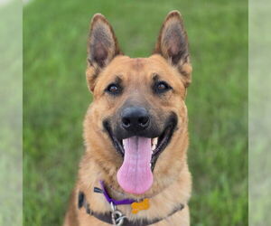 German Shepherd Dog-Unknown Mix Dogs for adoption in Fargo, ND, USA