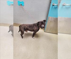 Mutt Dogs for adoption in Las Vegas, NV, USA