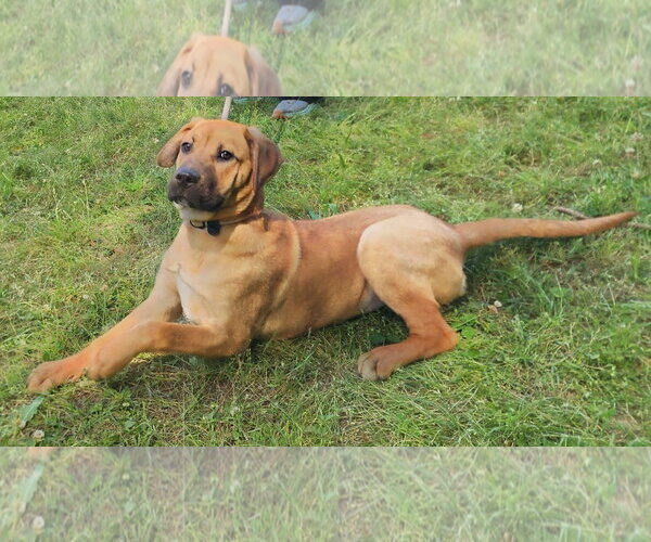 Medium Photo #3 Labrador Retriever-Mountain Cur Mix Puppy For Sale in Wetumpka, AL, USA