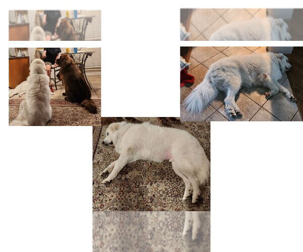 Medium Photo #4 Great Pyrenees Puppy For Sale in Houston, TX, USA