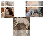 Small #3 Great Pyrenees