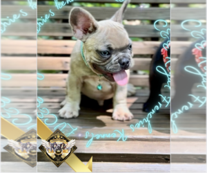 French Bulldog Puppy for sale in ATHENS, GA, USA