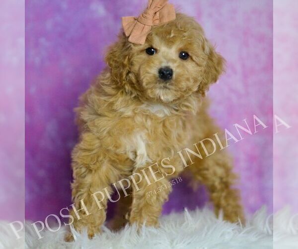 Medium Photo #87 Poodle (Miniature) Puppy For Sale in WARSAW, IN, USA