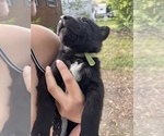 Small Photo #6 Belgian Malinois Puppy For Sale in NEWPORT NEWS, VA, USA