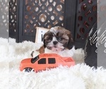 Small #1 Shih Tzu