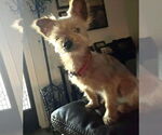 Small #1 Mutt