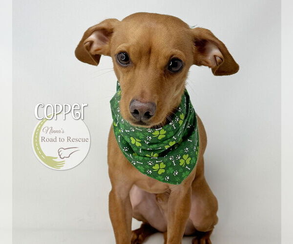 Medium Photo #2 Chiweenie Puppy For Sale in Benton, LA, USA