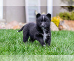 Puppy Star Pomsky