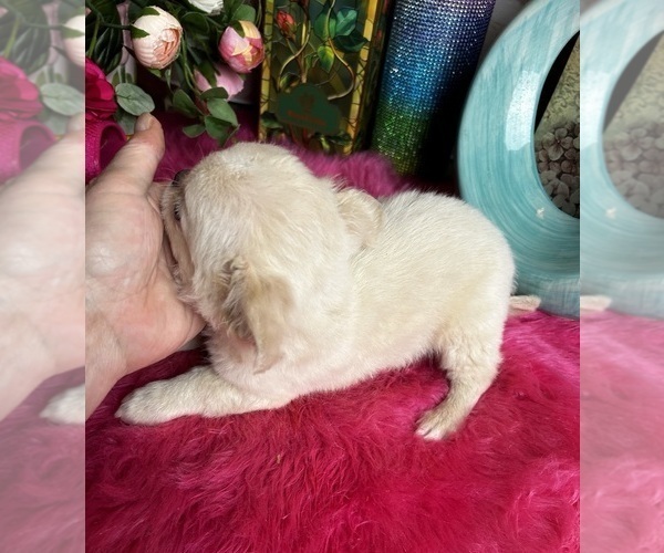 Medium Photo #2 Chihuahua Puppy For Sale in TRACY, CA, USA