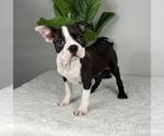 Small #10 Boston Terrier