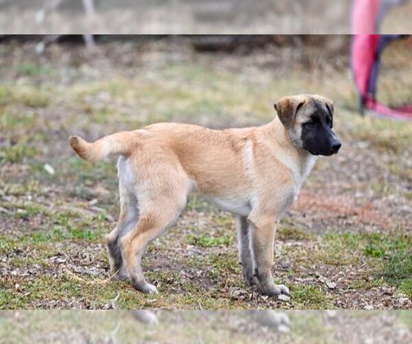 Medium Photo #3 Great Pyrenees-Unknown Mix Puppy For Sale in Santa Cruz, CA, USA