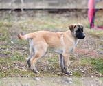 Small #2 Great Pyrenees Mix