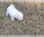 Small Photo #12 Maltese Puppy For Sale in ROSWELL, GA, USA