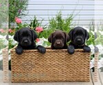 Small #2 Labrador Retriever