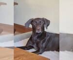 Small #2 Lab-Pointer