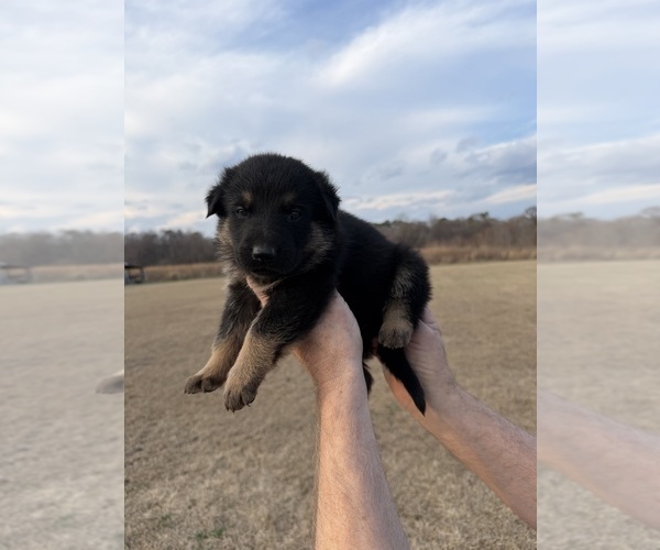 Medium Photo #7 German Shepherd Dog Puppy For Sale in GREENVILLE, NC, USA