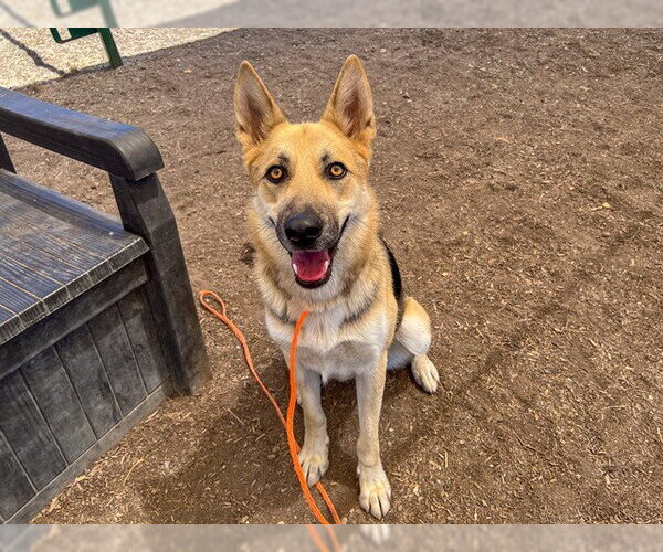 Medium Photo #1 German Shepherd Dog-Unknown Mix Puppy For Sale in Orange, CA, USA