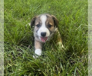 Cardigan Welsh Corgi-Collie Mix Puppy for sale in LOOMIS, CA, USA
