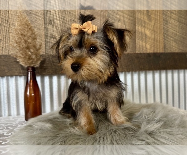 Medium Photo #1 Yorkshire Terrier Puppy For Sale in NAPPANEE, IN, USA