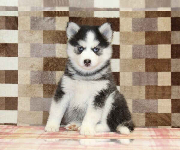 Medium Photo #1 Pomsky Puppy For Sale in DENVER, PA, USA