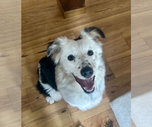 Australian Shepherd Dogs for adoption in Sandy, UT, USA