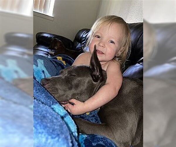 Medium Photo #3 American Staffordshire Terrier-French Bulldog Mix Puppy For Sale in Dana Point, CA, USA