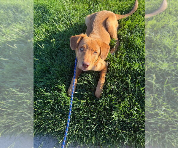 Medium Photo #2 Retriever -Unknown Mix Puppy For Sale in Salt Lake City, UT, USA