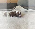 Small American Staffordshire Terrier Mix