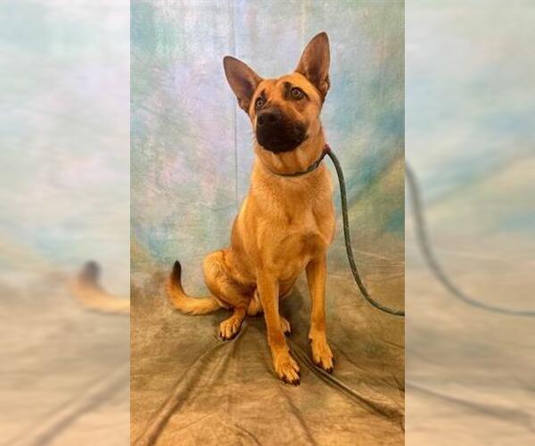 Medium Photo #2 Mutt Puppy For Sale in Lathrop, CA, USA
