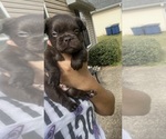 Puppy Brownie French Bulldog