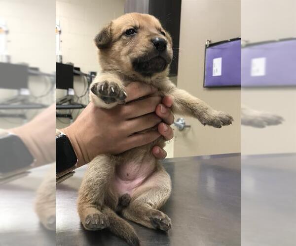 Medium Photo #1 Labrador Retriever-Unknown Mix Puppy For Sale in Conroe, TX, USA