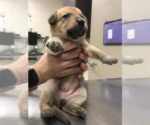 Labrador Retriever-Unknown Mix Dogs for adoption in Conroe, TX, USA