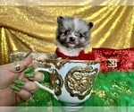 Small Photo #5 Pomeranian Puppy For Sale in HAYWARD, CA, USA