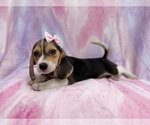 Small #1 Beagle