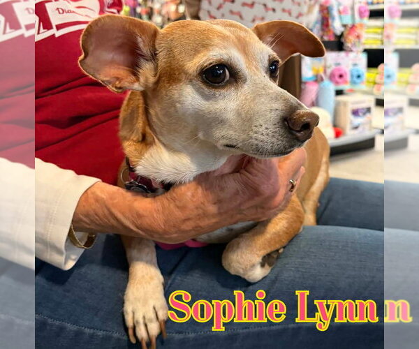 Medium Photo #20 Chiweenie Puppy For Sale in San Antonio, TX, USA