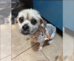 Small #3 Shih Tzu Mix