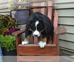 Puppy Odessa Bernese Mountain Dog