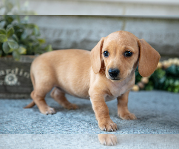 Medium Photo #2 Dachshund Puppy For Sale in NAPPANEE, IN, USA