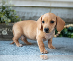 Small #1 Dachshund