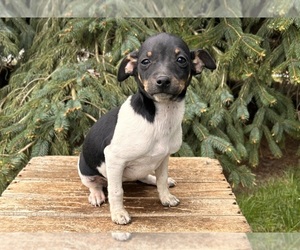 Rat Terrier Puppy for sale in MIDDLEBURY, IN, USA