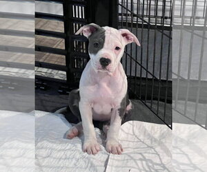 Mutt Dogs for adoption in Spotsylvania, VA, USA