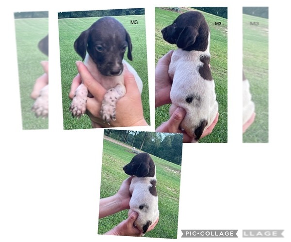 Medium Photo #12 German Shorthaired Pointer Puppy For Sale in MORTON, MS, USA