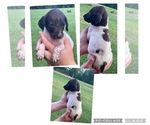 Small Photo #12 German Shorthaired Pointer Puppy For Sale in MORTON, MS, USA