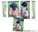 Small #11 German Shorthaired Pointer